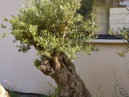 Copie de  (1)